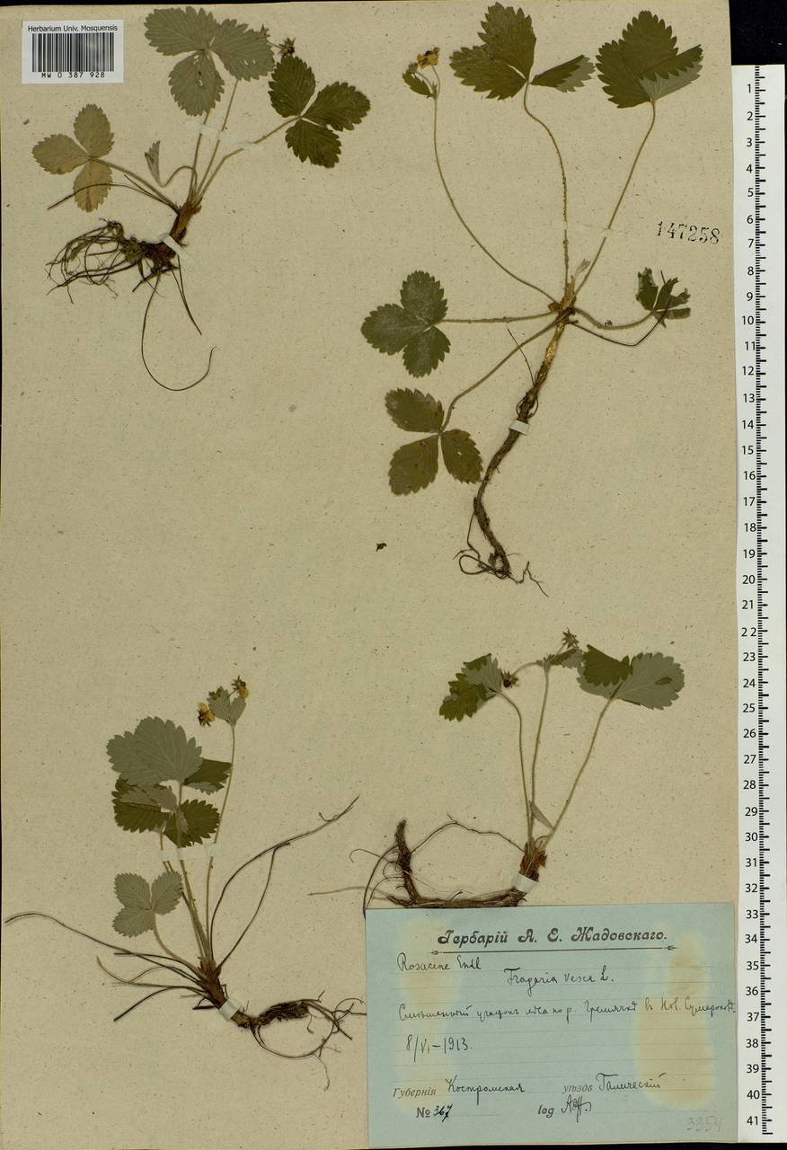 Fragaria vesca L., Eastern Europe, Central forest region (E5) (Russia)