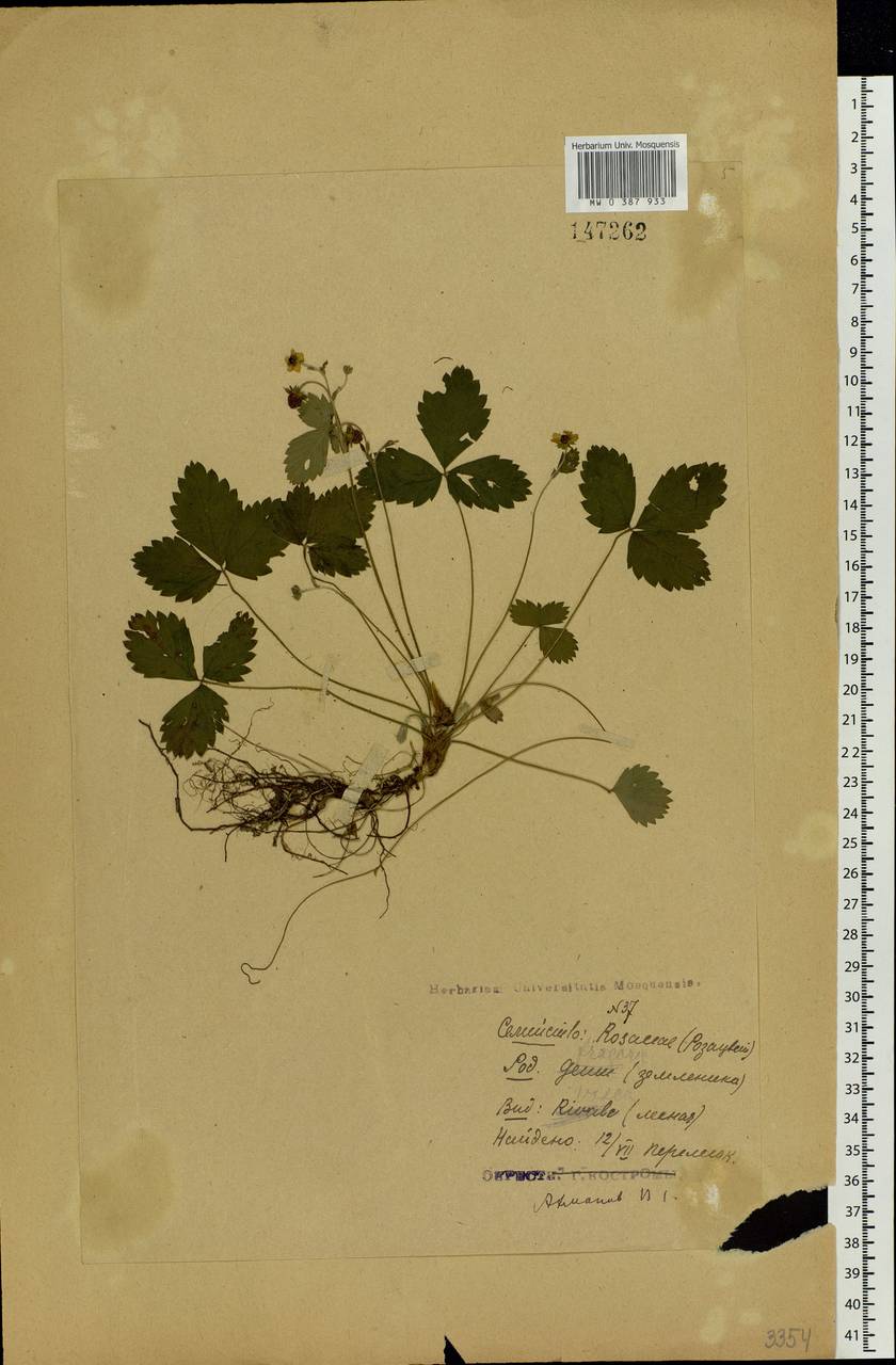 Fragaria vesca L., Eastern Europe, Central forest region (E5) (Russia)