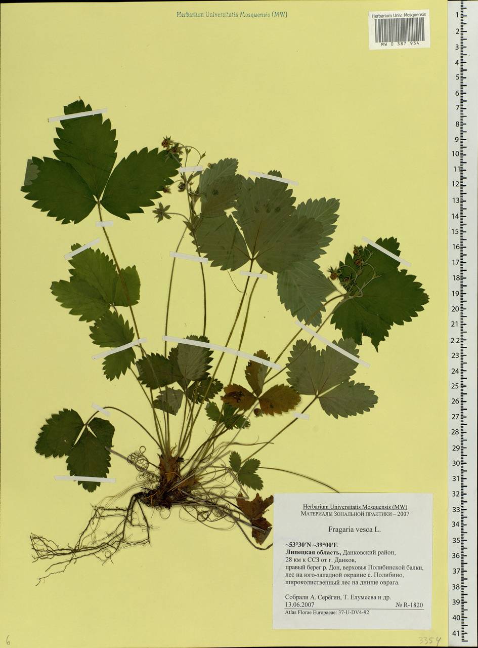Fragaria vesca L., Eastern Europe, Central forest-and-steppe region (E6) (Russia)