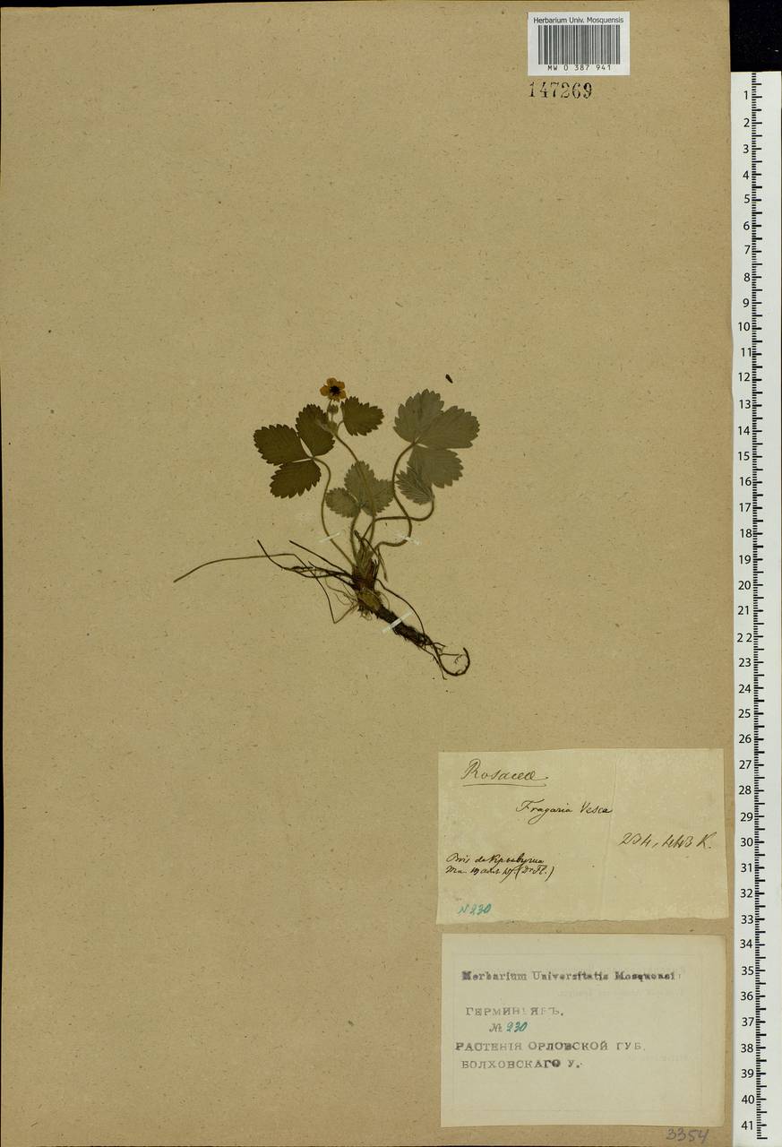 Fragaria vesca L., Eastern Europe, Central forest-and-steppe region (E6) (Russia)