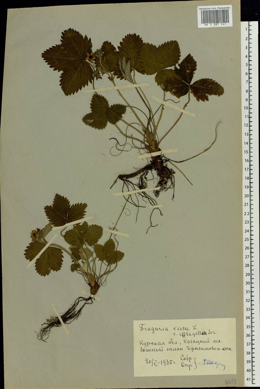Fragaria vesca L., Eastern Europe, Central forest-and-steppe region (E6) (Russia)