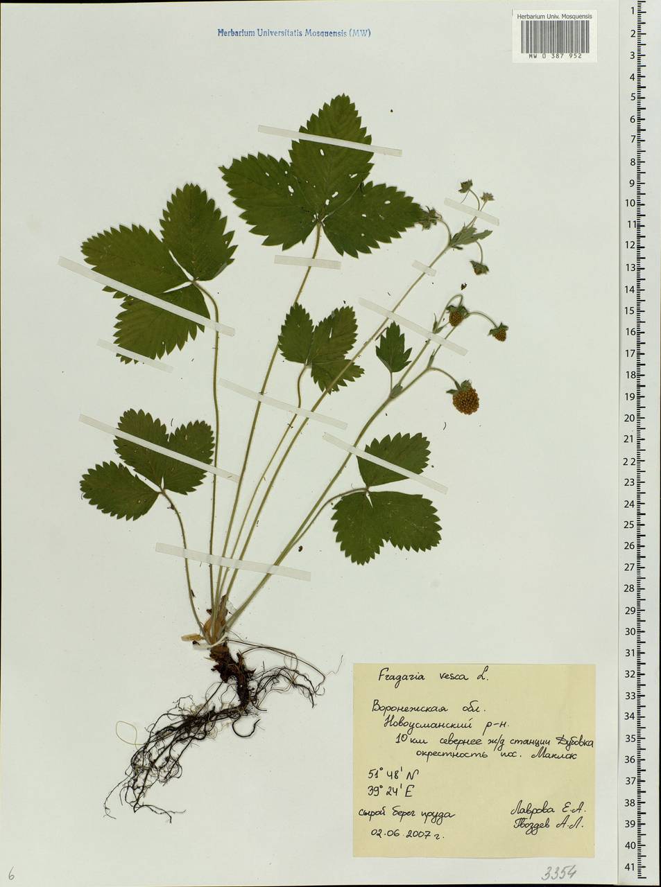 Fragaria vesca L., Eastern Europe, Central forest-and-steppe region (E6) (Russia)
