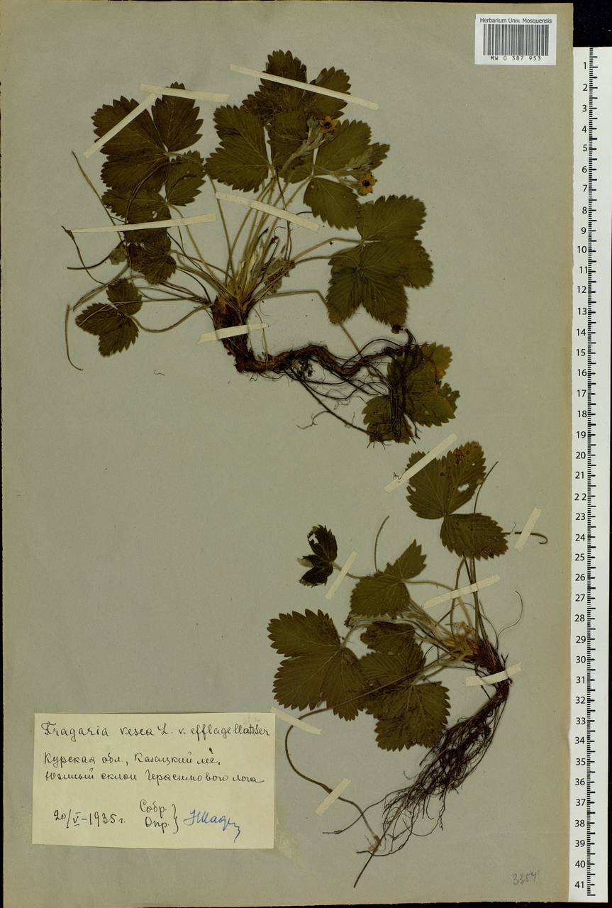 Fragaria vesca L., Eastern Europe, Central forest-and-steppe region (E6) (Russia)
