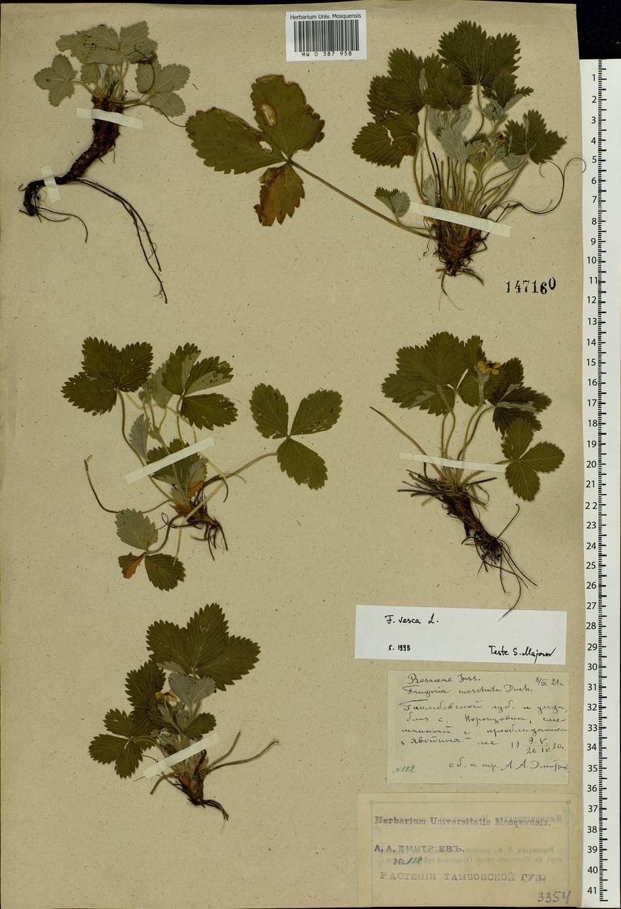 Fragaria vesca L., Eastern Europe, Central forest-and-steppe region (E6) (Russia)