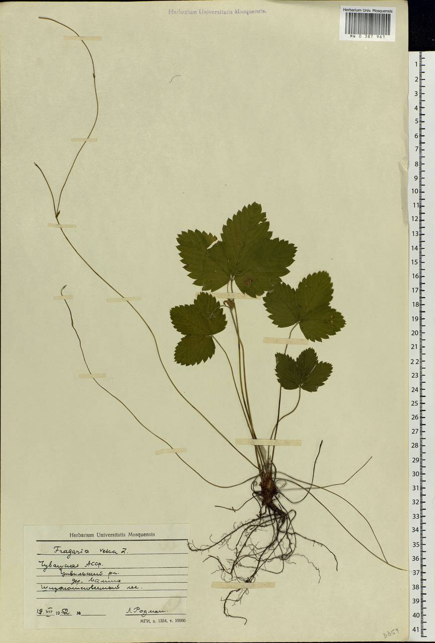 Fragaria vesca L., Eastern Europe, Middle Volga region (E8) (Russia)