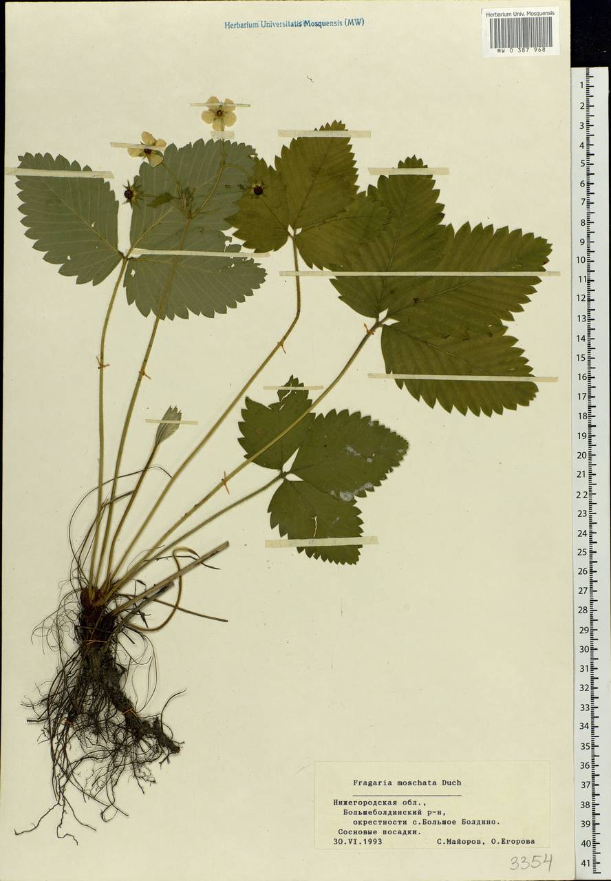 Fragaria vesca L., Eastern Europe, Volga-Kama region (E7) (Russia)