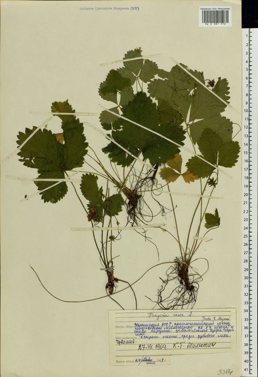 Fragaria vesca L., Eastern Europe, Middle Volga region (E8) (Russia)