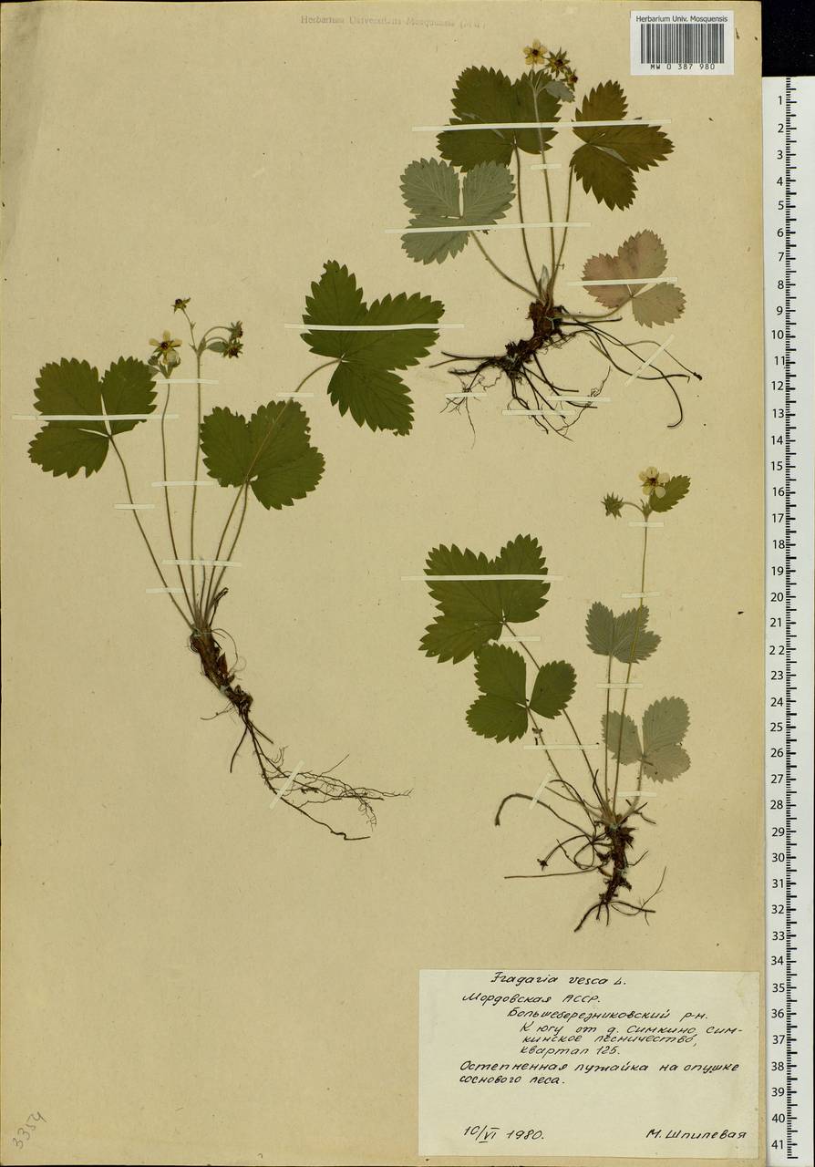 Fragaria vesca L., Eastern Europe, Middle Volga region (E8) (Russia)