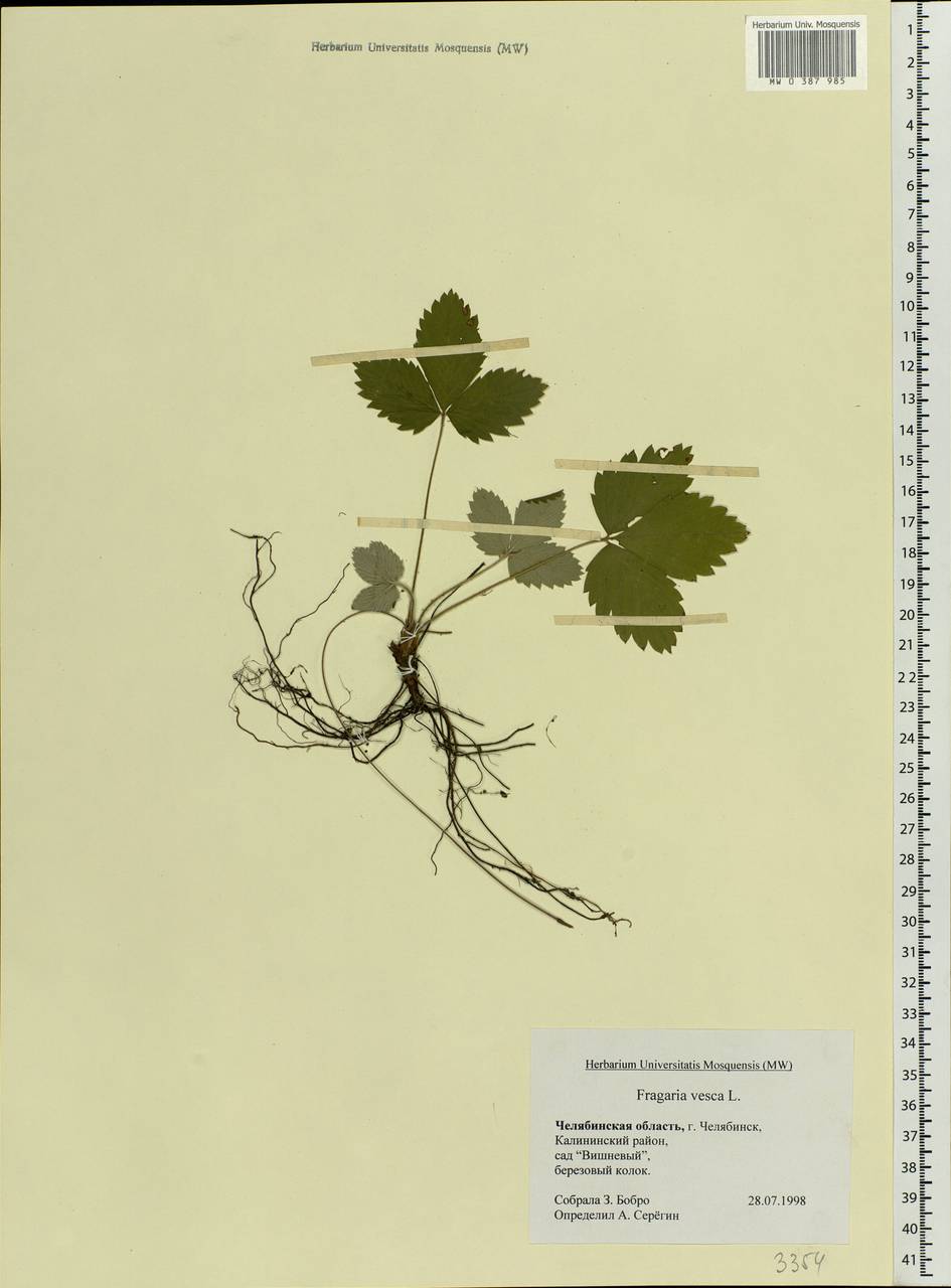 Fragaria vesca L., Eastern Europe, Eastern region (E10) (Russia)