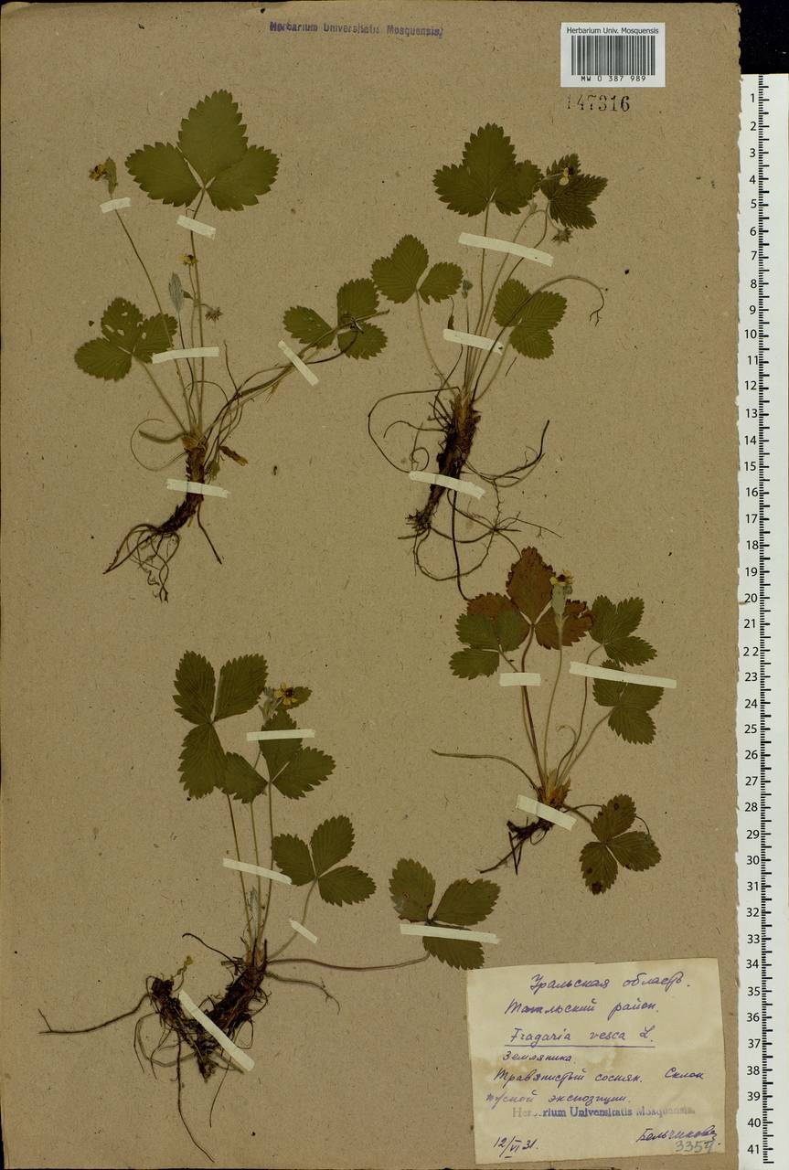 Fragaria vesca L., Eastern Europe, Eastern region (E10) (Russia)