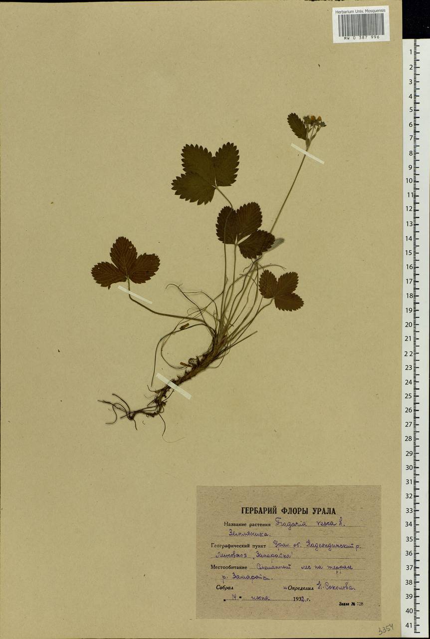 Fragaria vesca L., Eastern Europe, Eastern region (E10) (Russia)