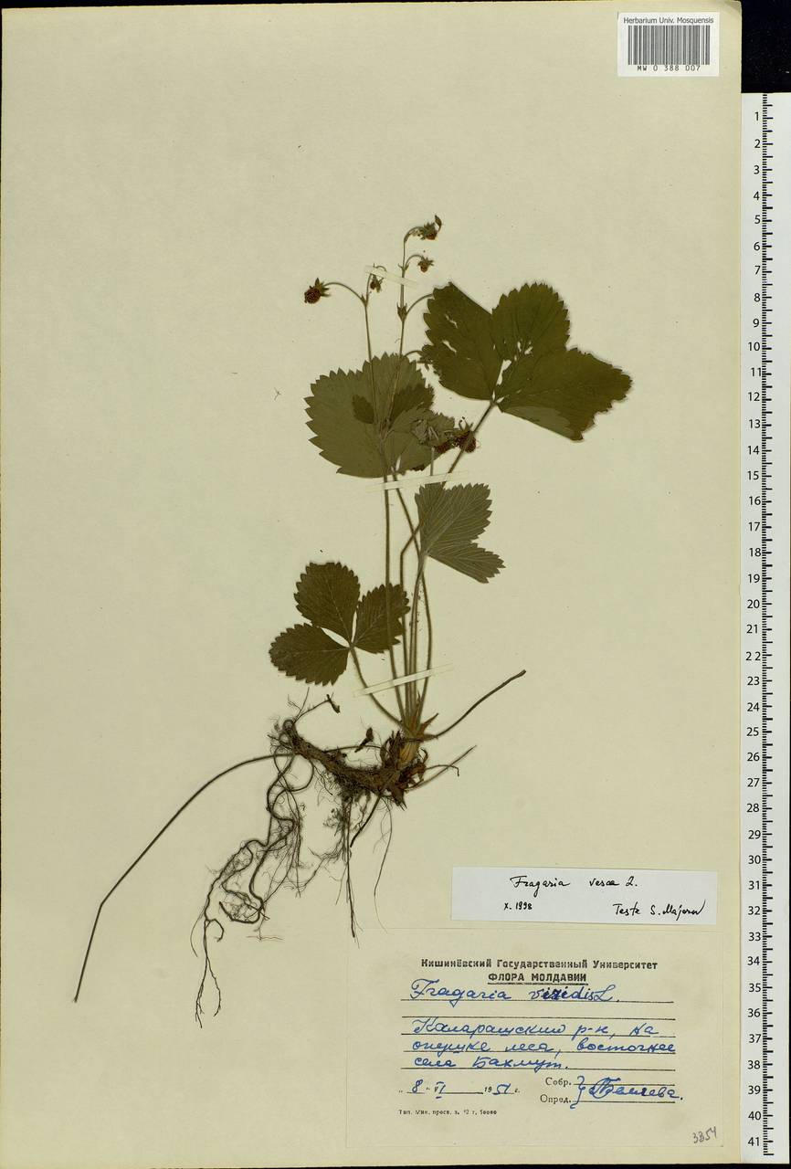 Fragaria vesca L., Eastern Europe, Moldova (E13a) (Moldova)