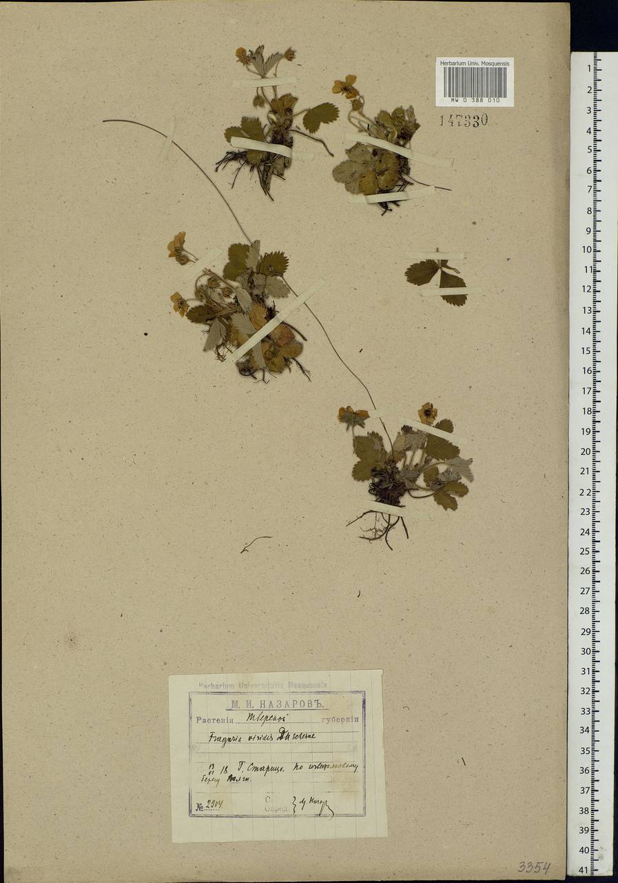 Fragaria viridis Duchesne, Eastern Europe, North-Western region (E2) (Russia)
