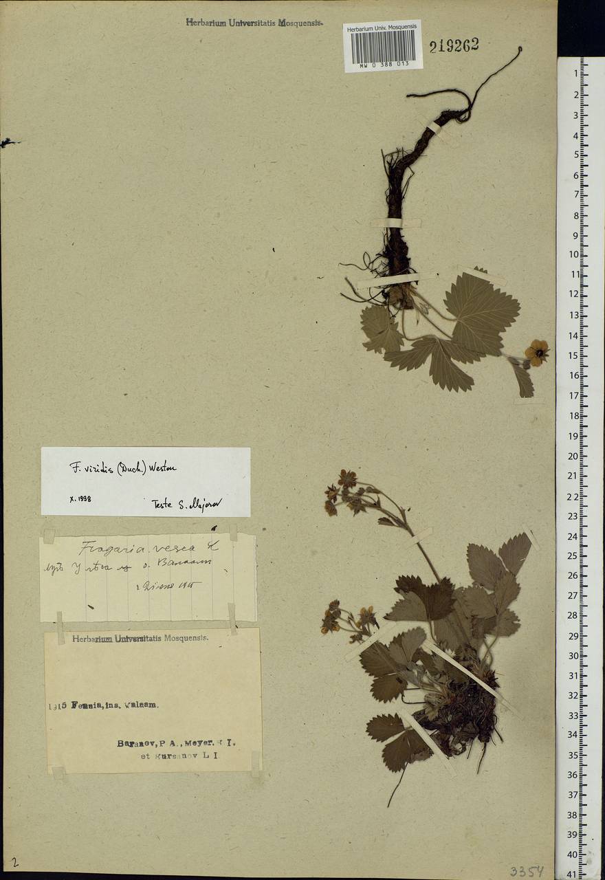 Fragaria viridis Duchesne, Eastern Europe, Northern region (E1) (Russia)