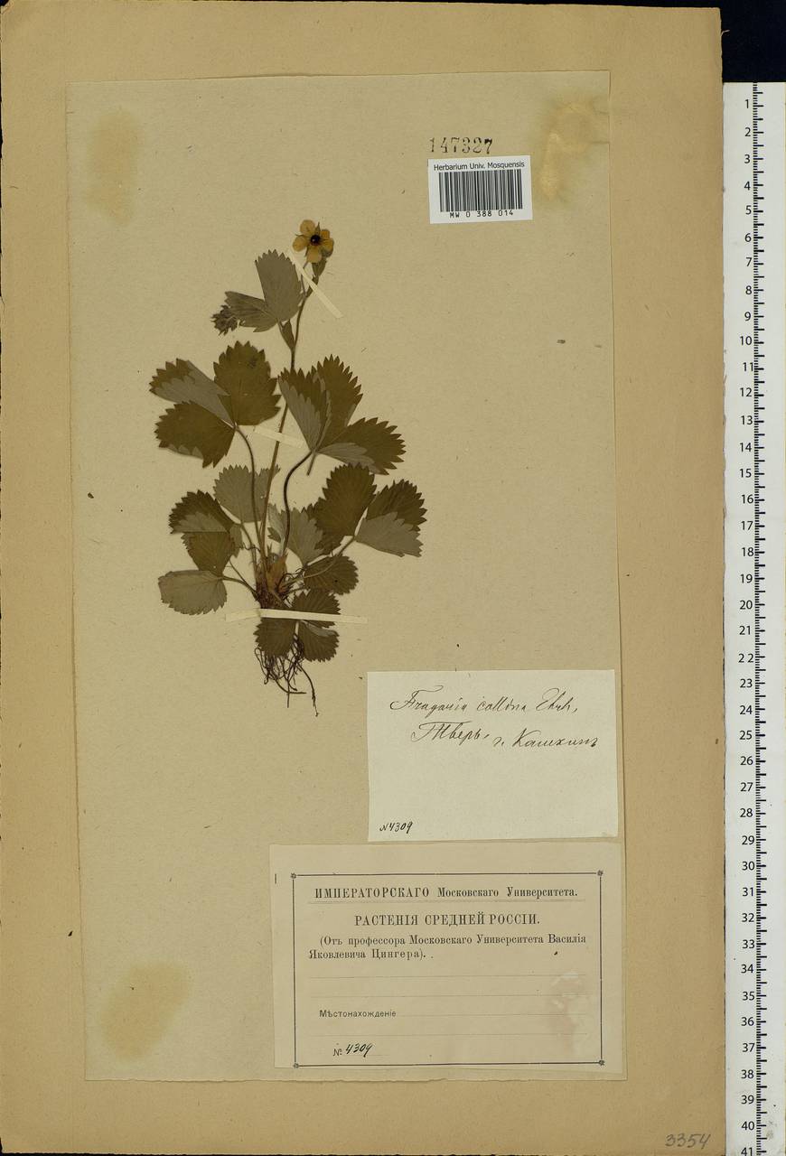 Fragaria viridis Duchesne, Eastern Europe, North-Western region (E2) (Russia)