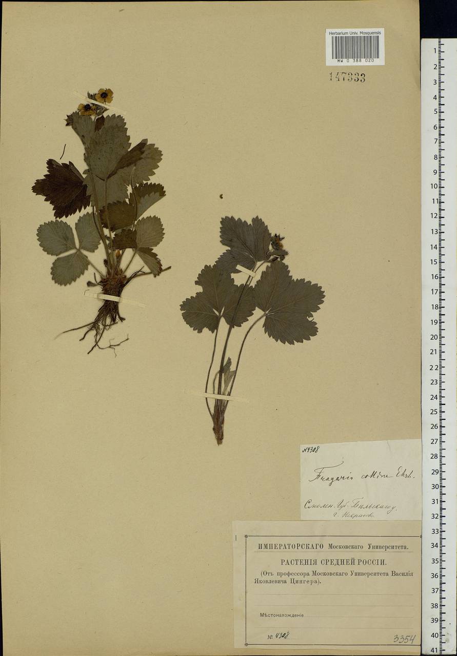 Fragaria viridis Duchesne, Eastern Europe, North-Western region (E2) (Russia)