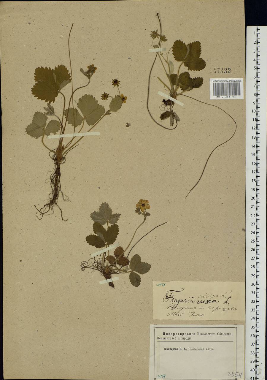 Fragaria viridis Duchesne, Eastern Europe, Western region (E3) (Russia)