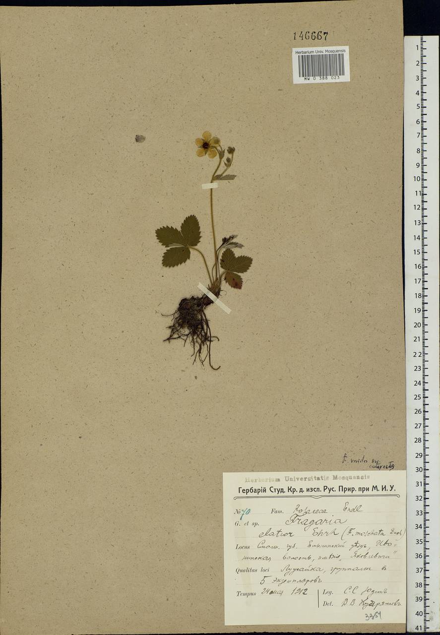 Fragaria viridis Duchesne, Eastern Europe, Western region (E3) (Russia)
