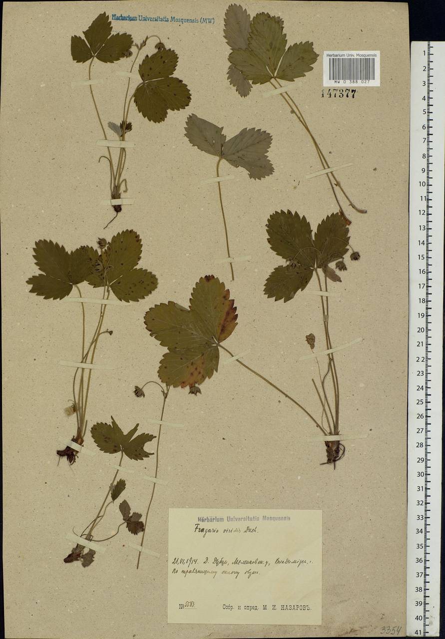 Fragaria viridis Duchesne, Eastern Europe, Central region (E4) (Russia)