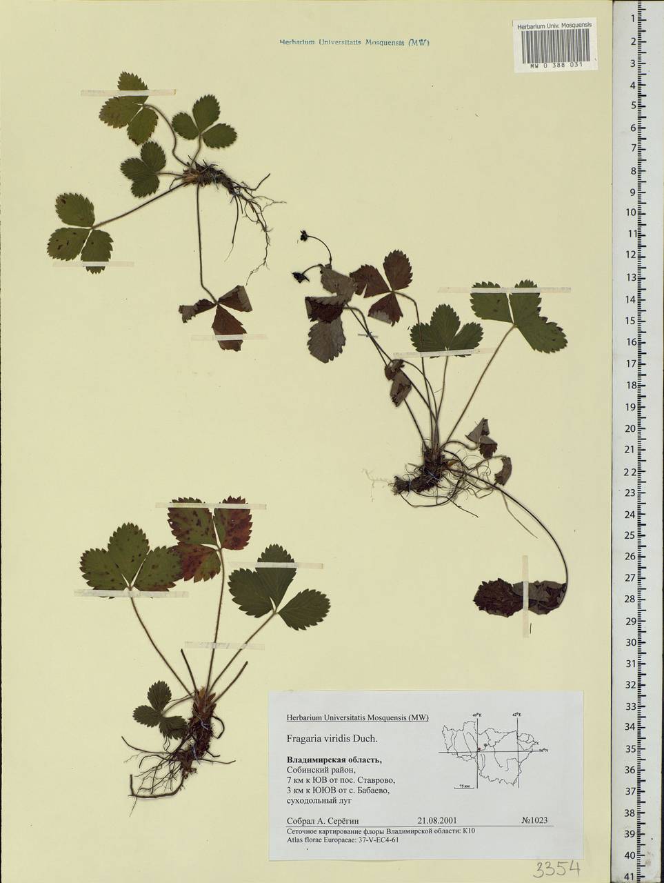 Fragaria viridis Duchesne, Eastern Europe, Central region (E4) (Russia)