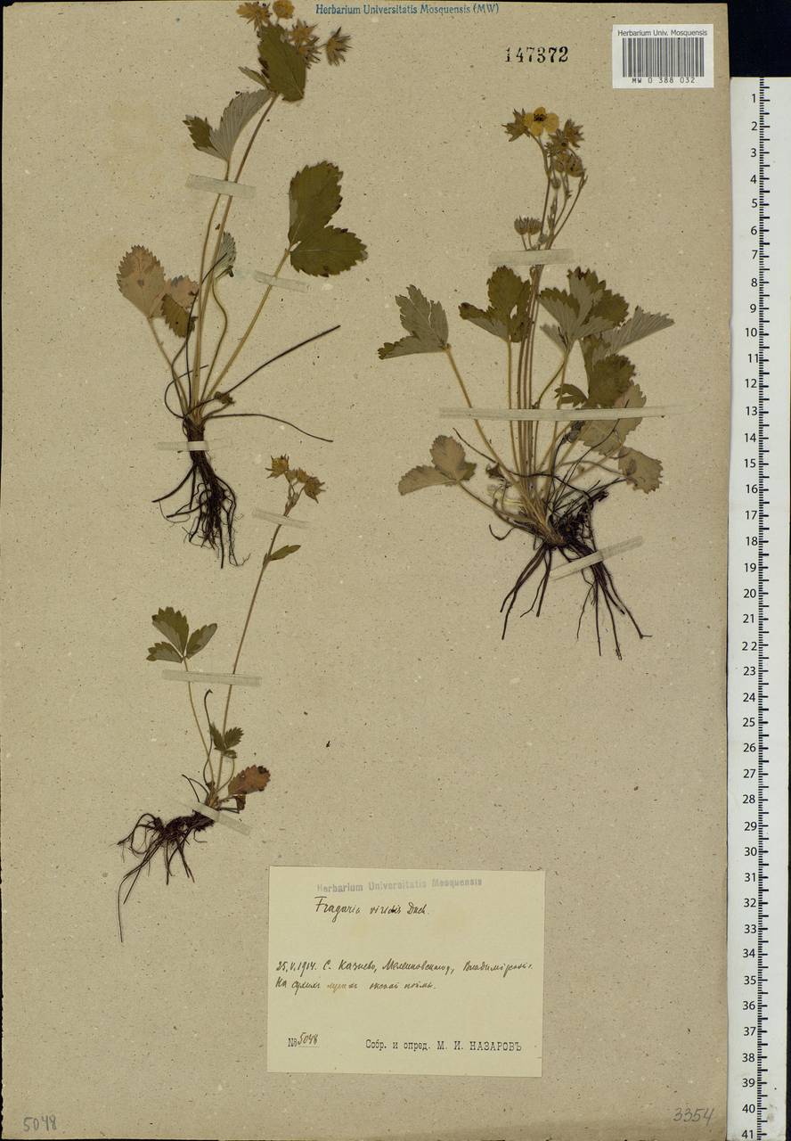 Fragaria viridis Duchesne, Eastern Europe, Central region (E4) (Russia)
