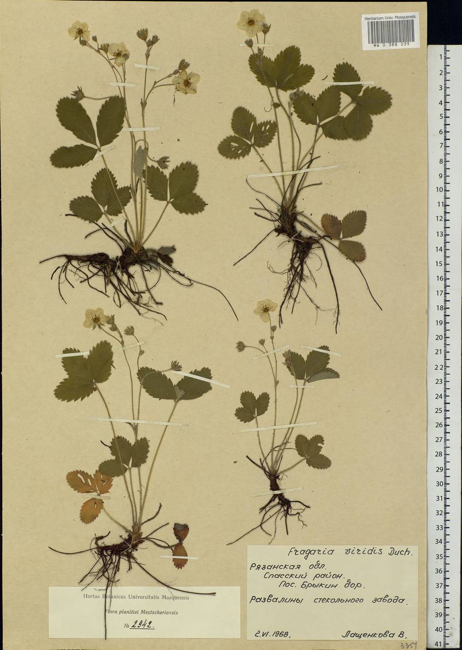 Fragaria viridis Duchesne, Eastern Europe, Central region (E4) (Russia)