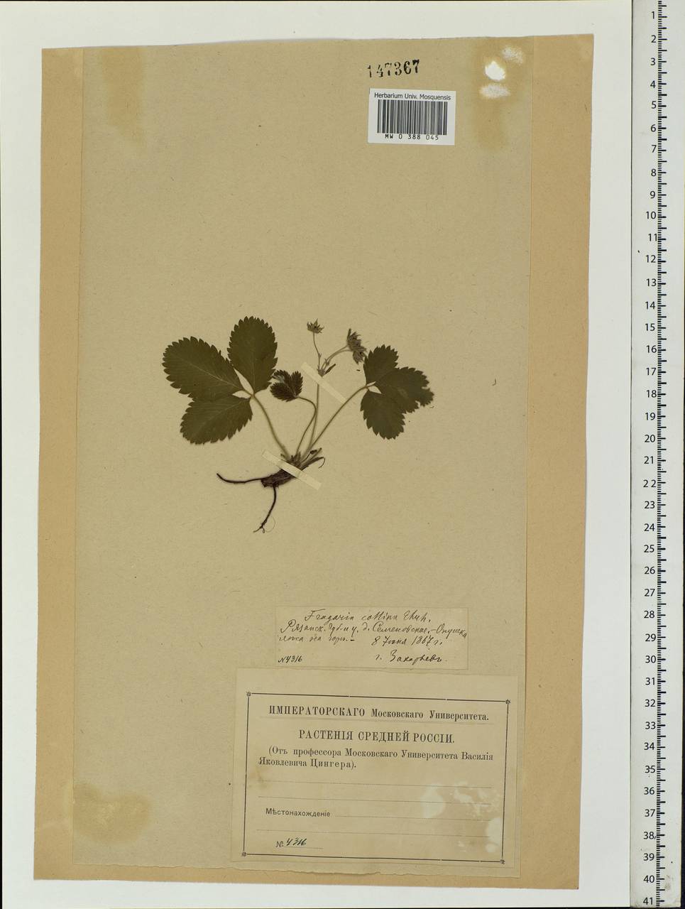 Fragaria viridis Duchesne, Eastern Europe, Central region (E4) (Russia)