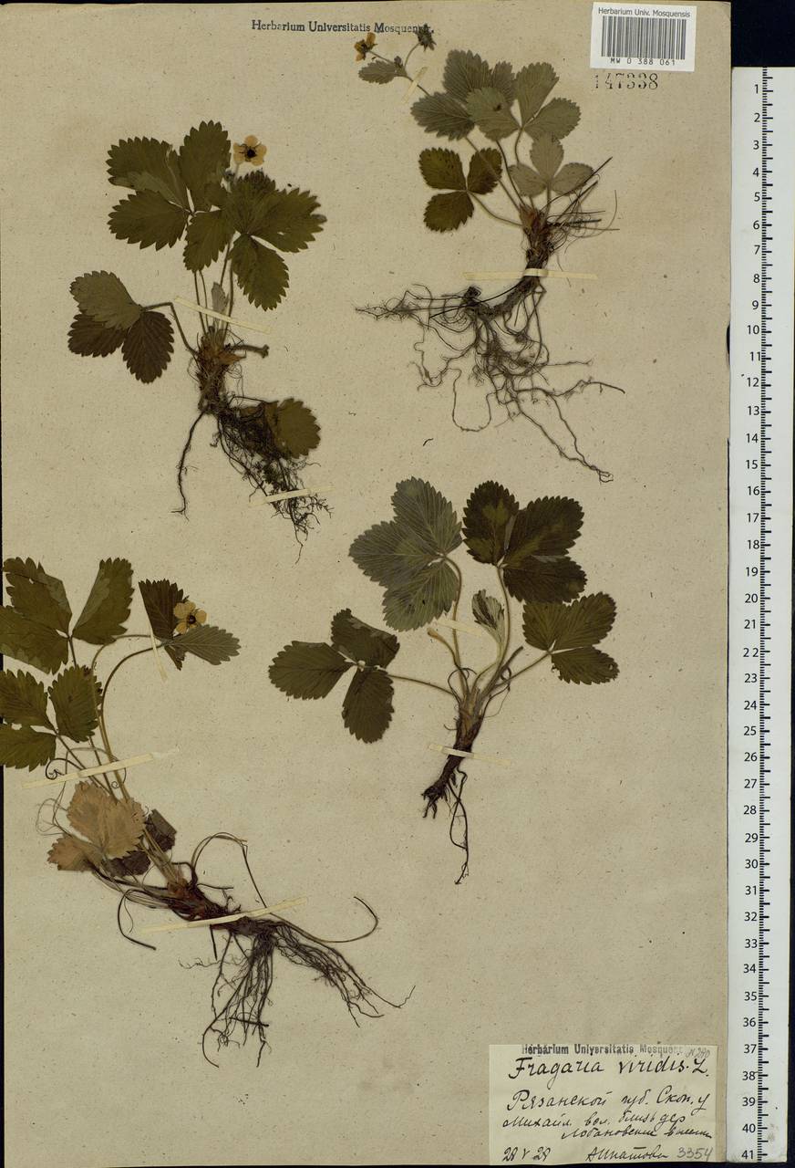 Fragaria viridis Duchesne, Eastern Europe, Central region (E4) (Russia)