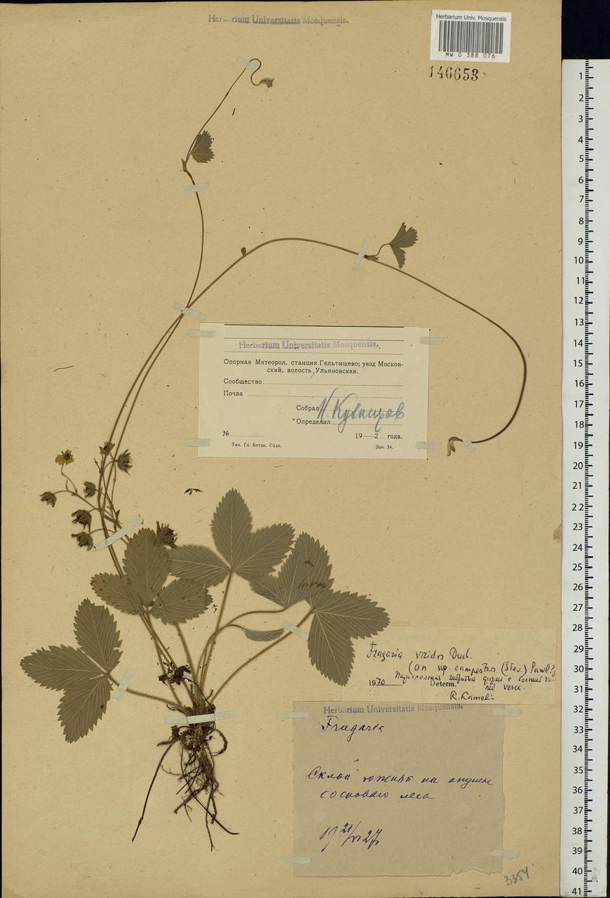 Fragaria viridis Duchesne, Eastern Europe, Moscow region (E4a) (Russia)