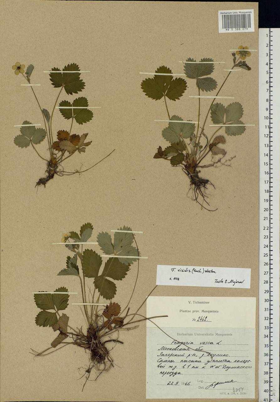 Fragaria viridis Duchesne, Eastern Europe, Moscow region (E4a) (Russia)