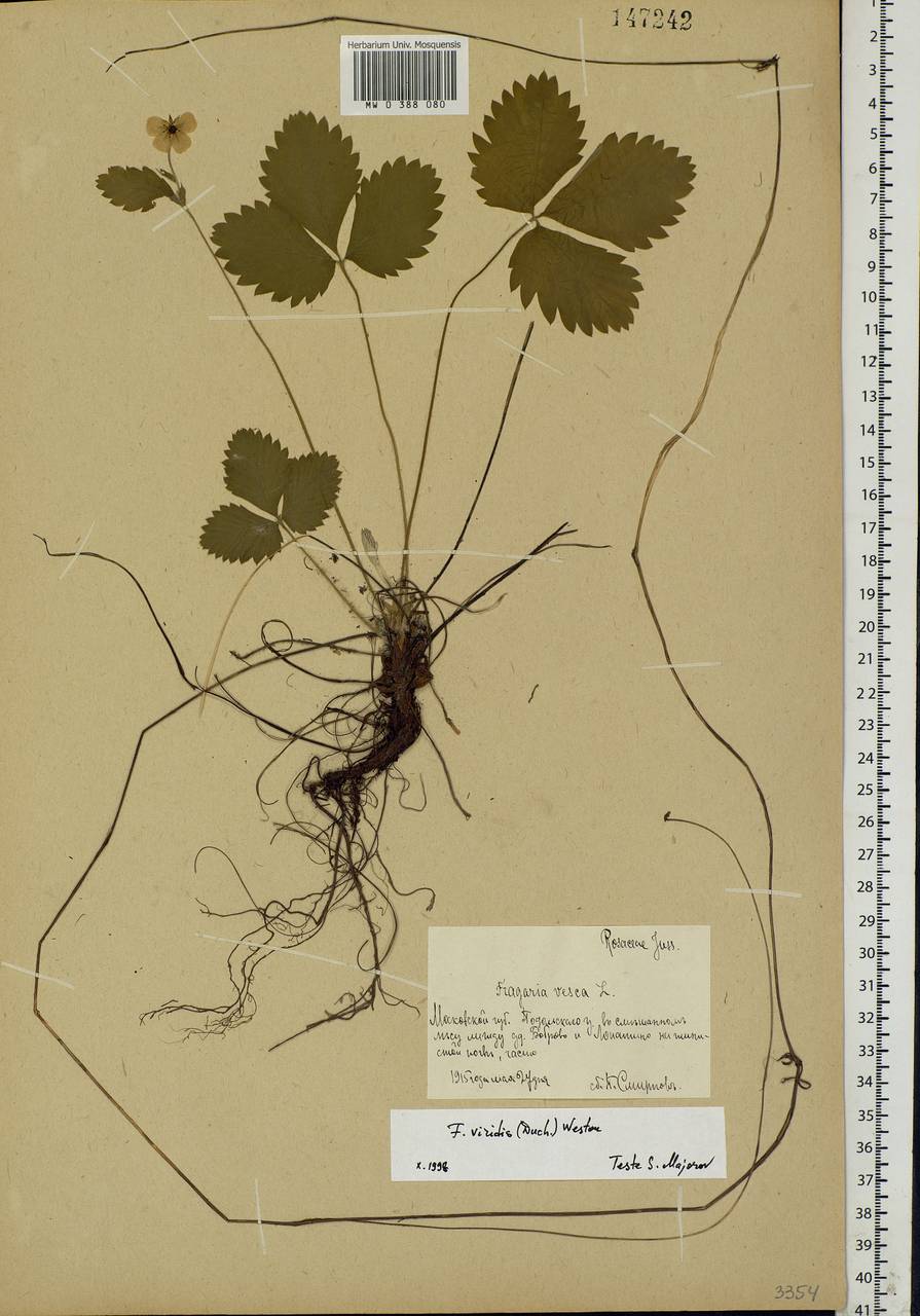 Fragaria viridis Duchesne, Eastern Europe, Moscow region (E4a) (Russia)
