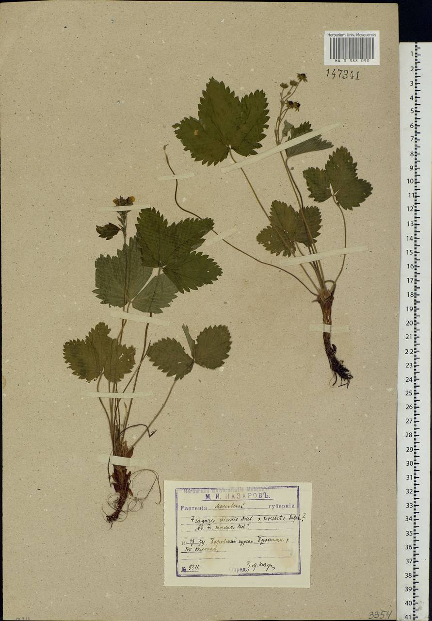 Fragaria viridis Duchesne, Eastern Europe, Moscow region (E4a) (Russia)