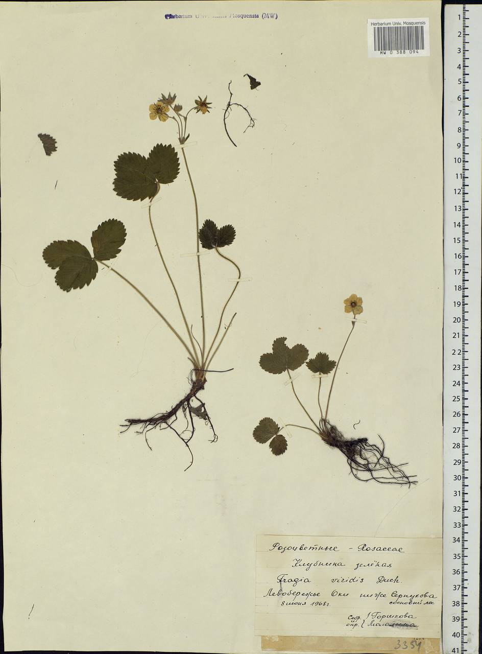 Fragaria viridis Duchesne, Eastern Europe, Moscow region (E4a) (Russia)