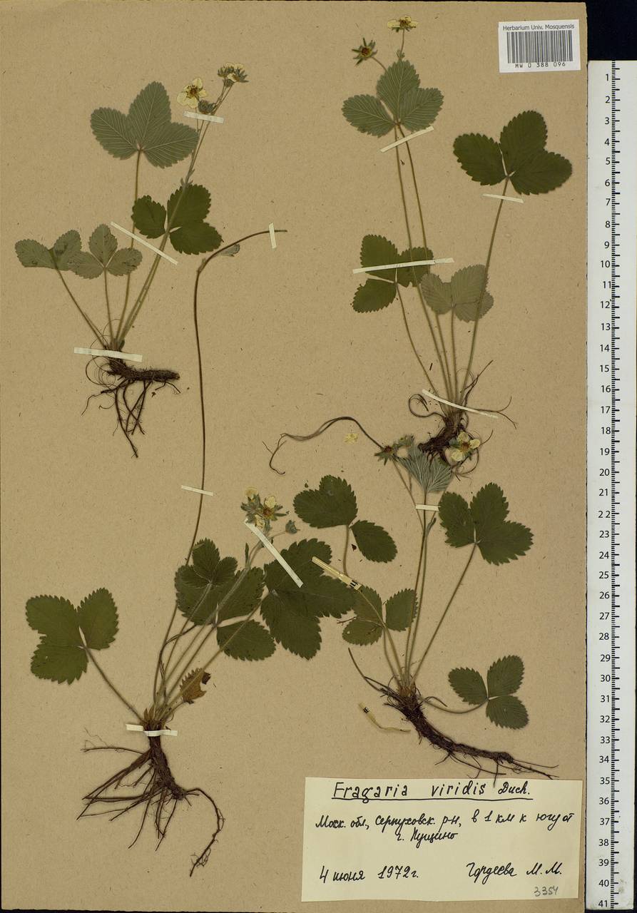 Fragaria viridis Duchesne, Eastern Europe, Moscow region (E4a) (Russia)