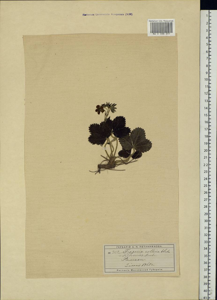 Fragaria viridis Duchesne, Eastern Europe, Moscow region (E4a) (Russia)