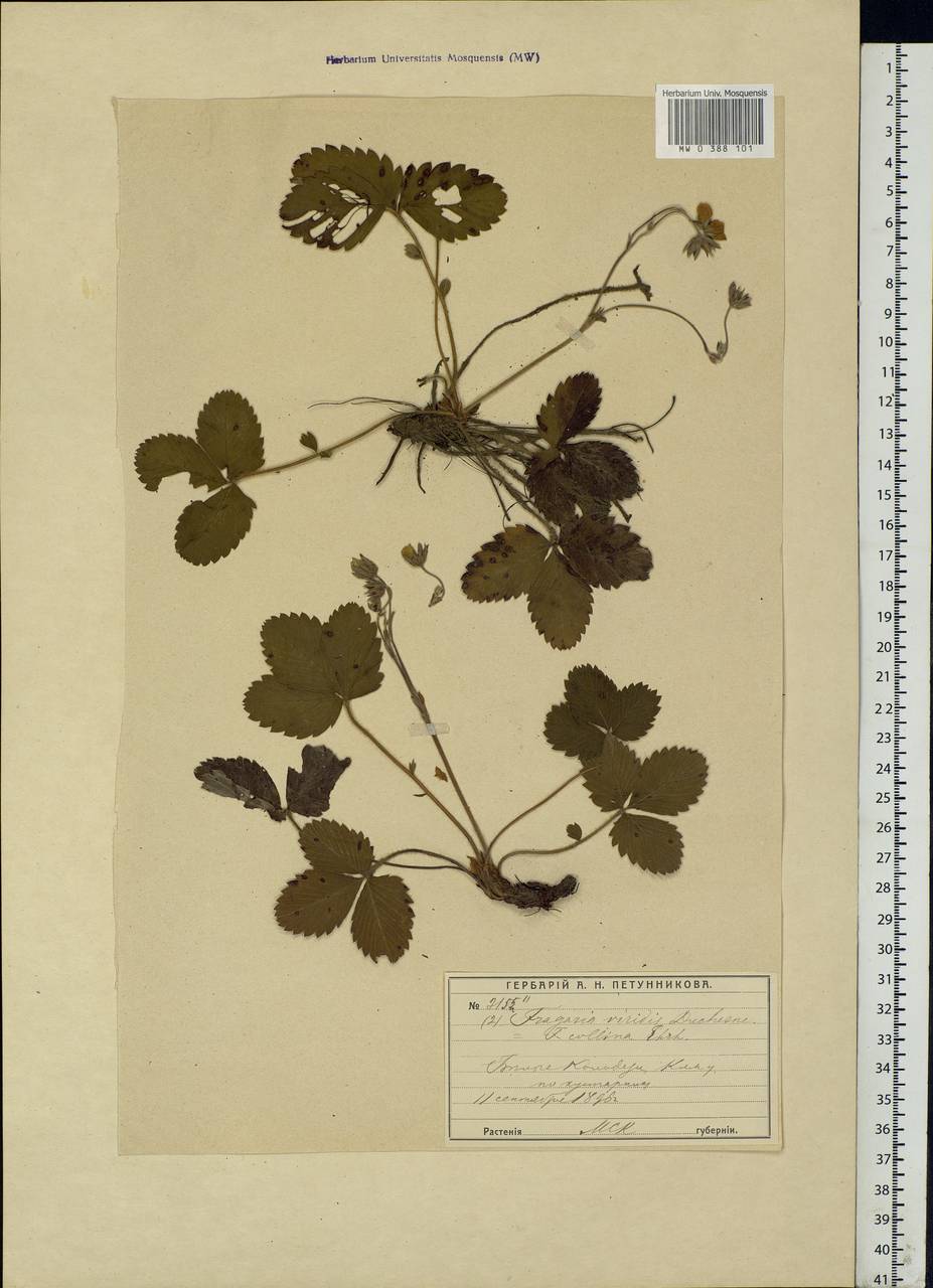 Fragaria viridis Duchesne, Eastern Europe, Moscow region (E4a) (Russia)