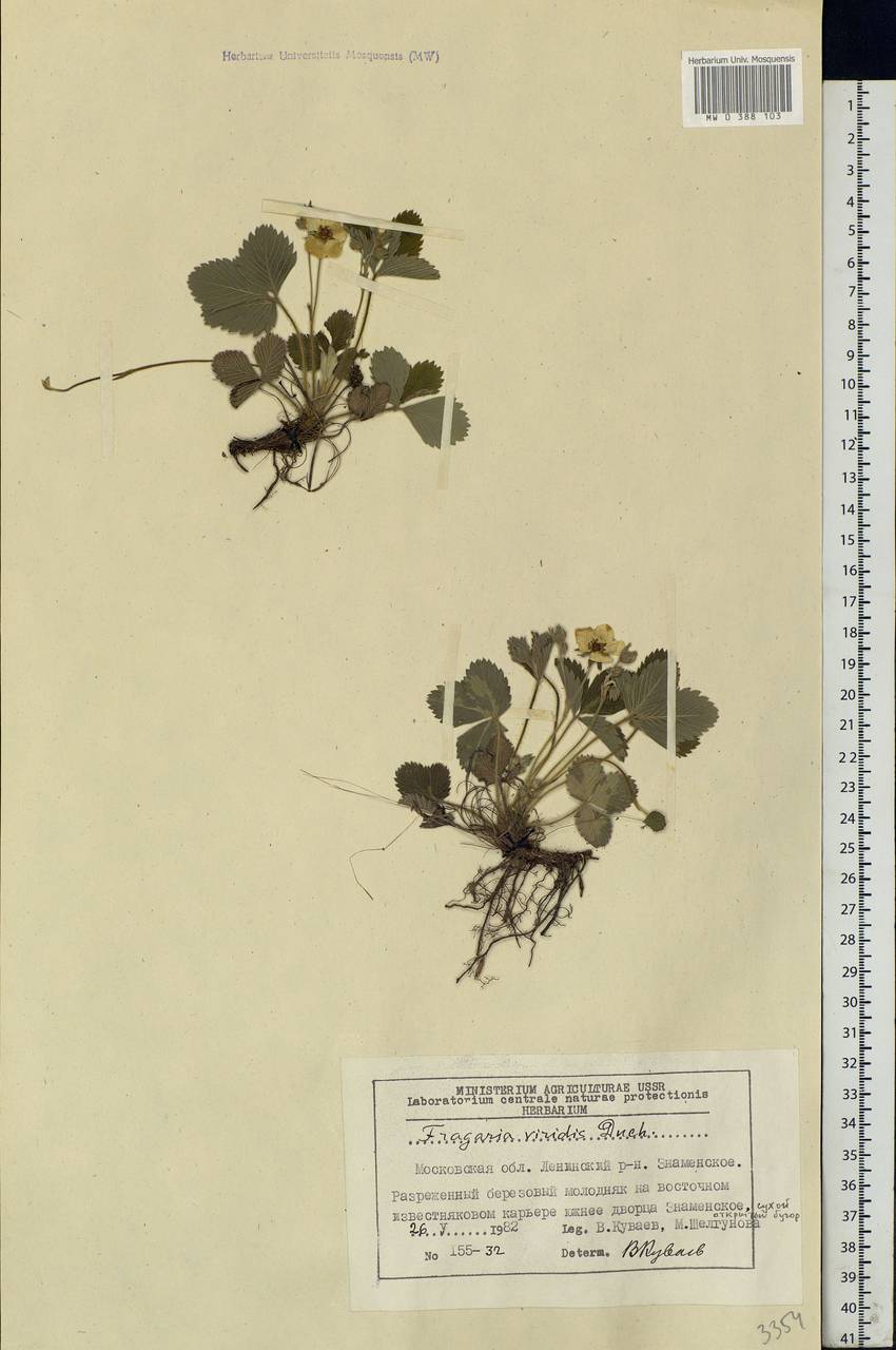 Fragaria viridis Duchesne, Eastern Europe, Moscow region (E4a) (Russia)