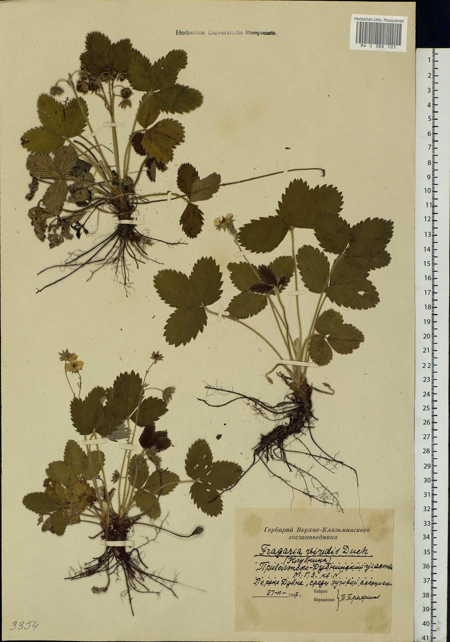 Fragaria viridis Duchesne, Eastern Europe, Moscow region (E4a) (Russia)