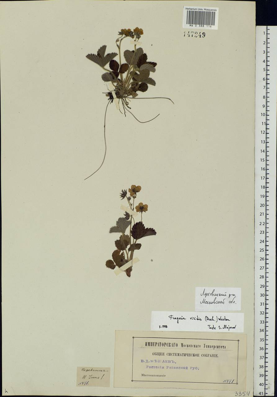 Fragaria viridis Duchesne, Eastern Europe, Moscow region (E4a) (Russia)