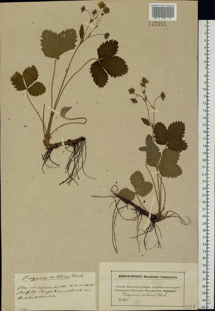 Fragaria viridis Duchesne, Eastern Europe, Moscow region (E4a) (Russia)