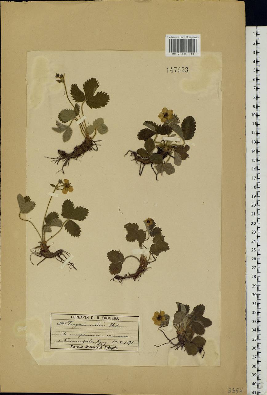 Fragaria viridis Duchesne, Eastern Europe, Moscow region (E4a) (Russia)