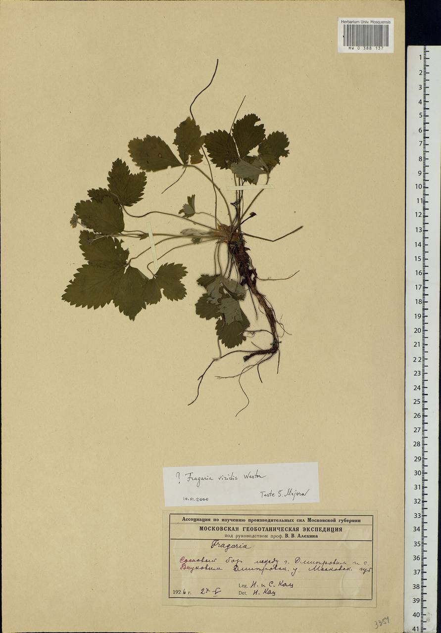 Fragaria viridis Duchesne, Eastern Europe, Moscow region (E4a) (Russia)