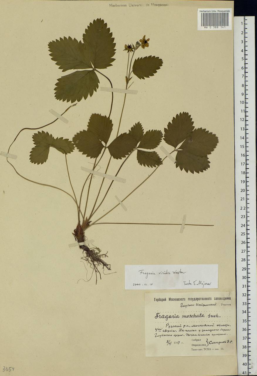 Fragaria viridis Duchesne, Eastern Europe, Moscow region (E4a) (Russia)