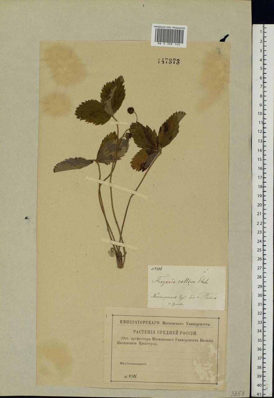 Fragaria viridis Duchesne, Eastern Europe, Central forest region (E5) (Russia)