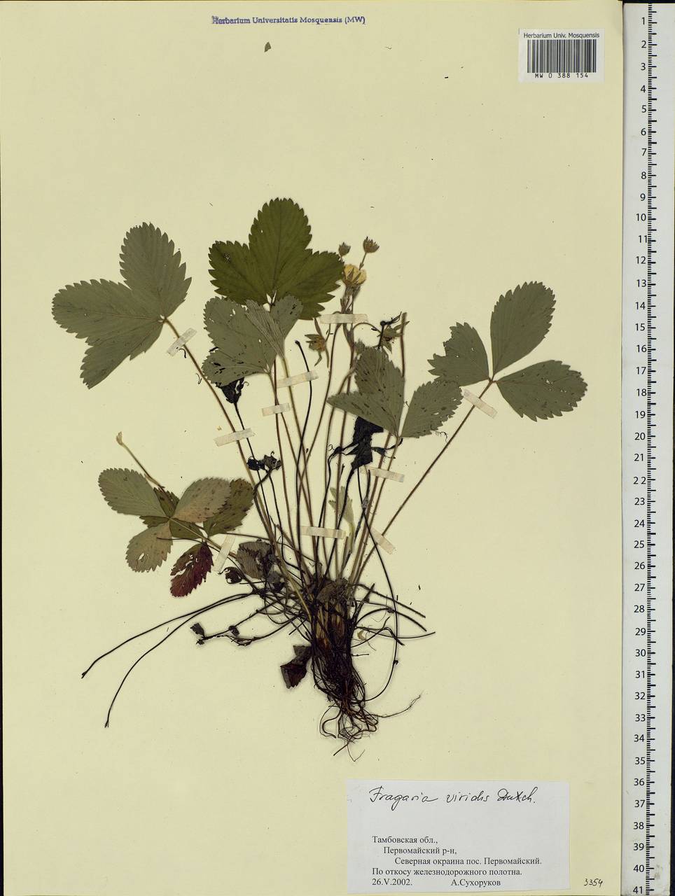 Fragaria viridis Duchesne, Eastern Europe, Central forest-and-steppe region (E6) (Russia)
