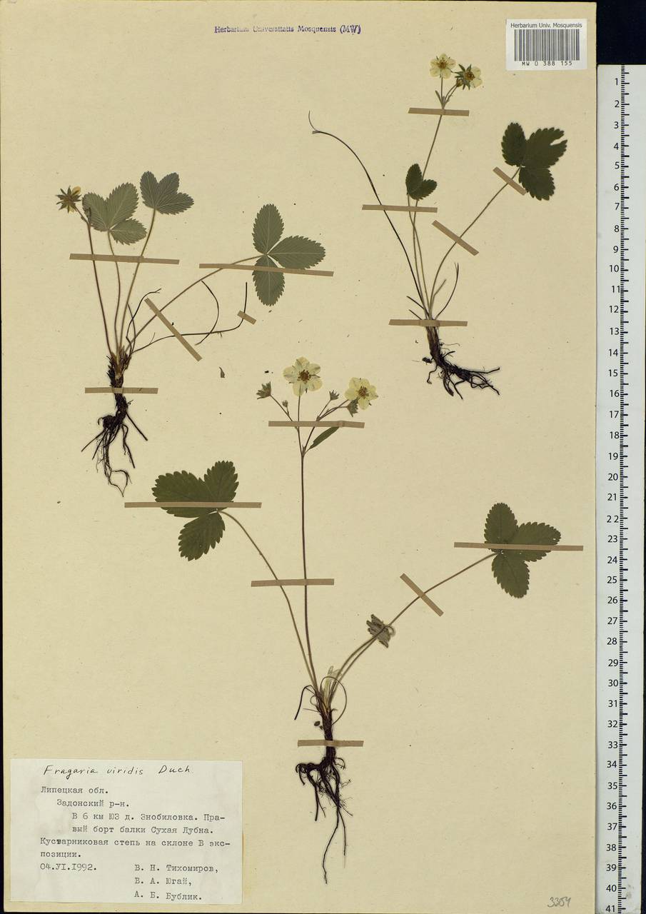 Fragaria viridis Duchesne, Eastern Europe, Central forest-and-steppe region (E6) (Russia)