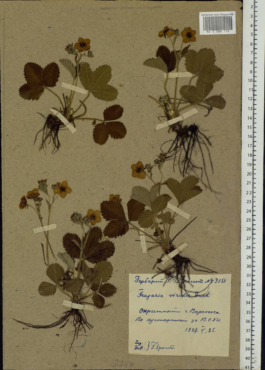 Fragaria viridis Duchesne, Eastern Europe, Central forest-and-steppe region (E6) (Russia)