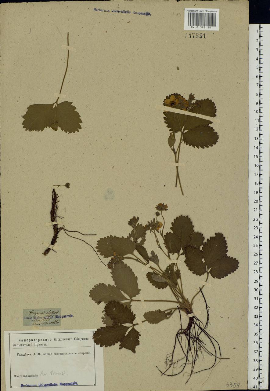 Fragaria viridis Duchesne, Eastern Europe, Central forest-and-steppe region (E6) (Russia)