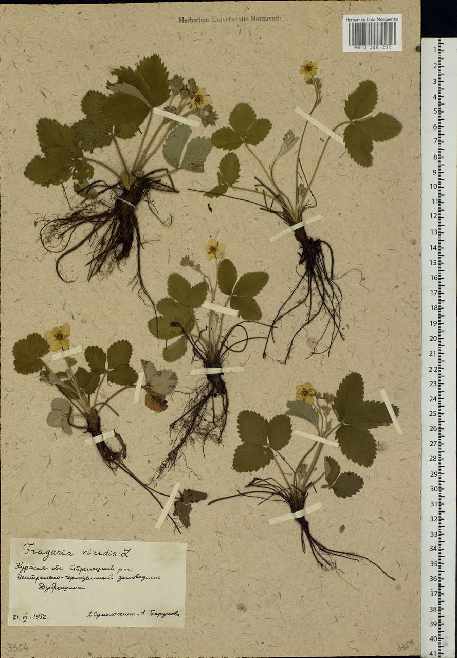 Fragaria viridis Duchesne, Eastern Europe, Central forest-and-steppe region (E6) (Russia)
