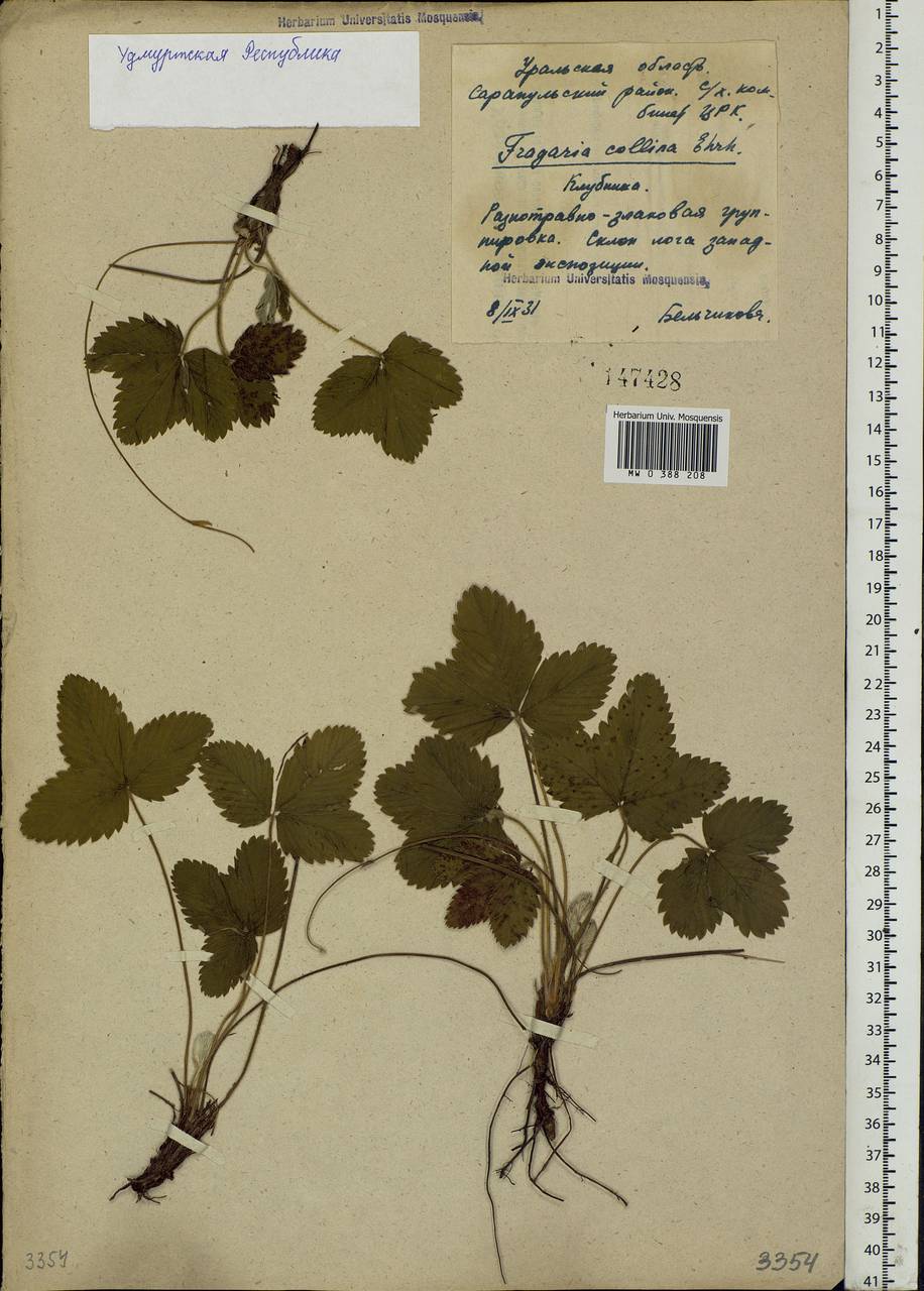 Fragaria viridis Duchesne, Eastern Europe, Volga-Kama region (E7) (Russia)